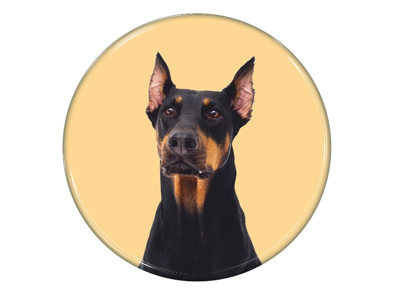Samolepka - Doberman