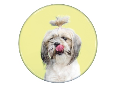 Samolepka - Shih-tzu