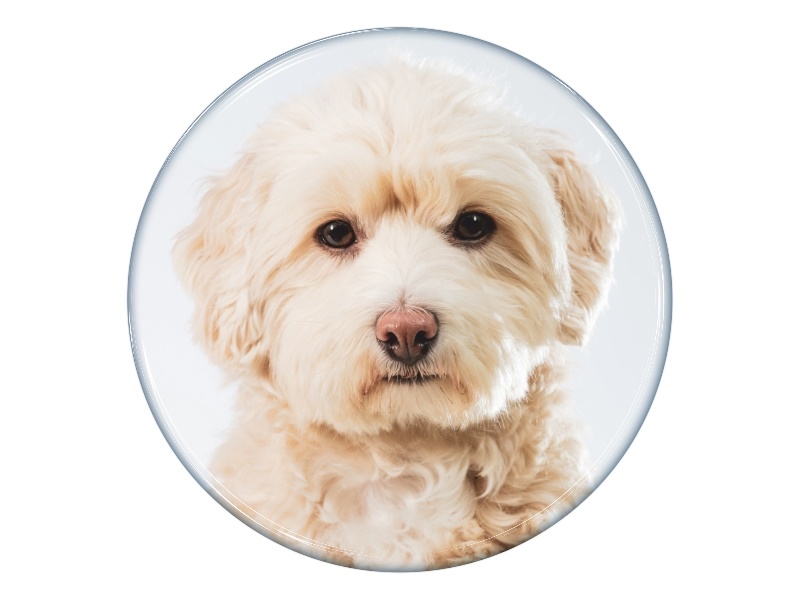 Samolepka - Maltipoo