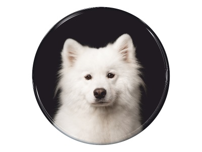 Samolepka - Samojed