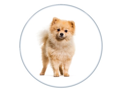Samolepka - Pomeranian